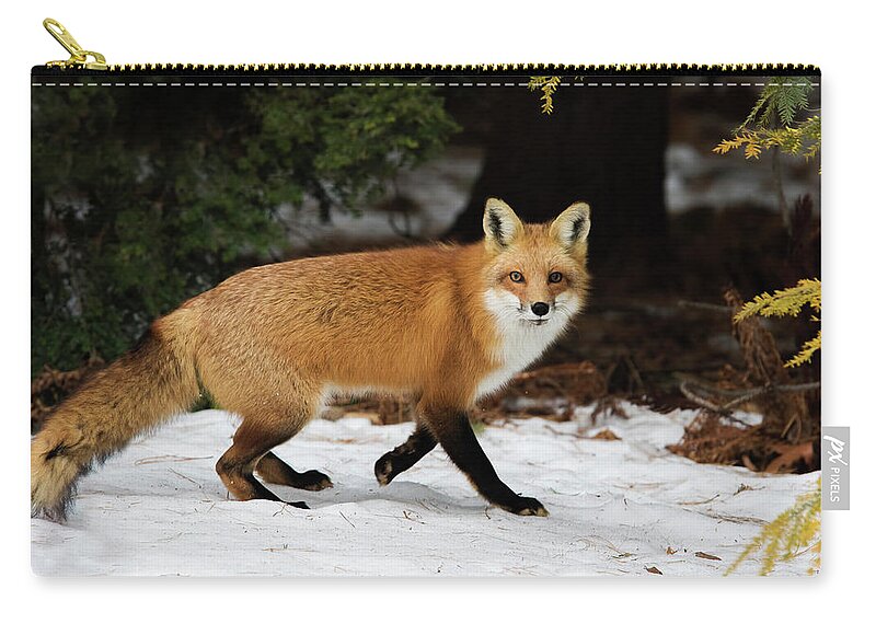 Animal Zip Pouch featuring the photograph Mr Fox by Mircea Costina Photography