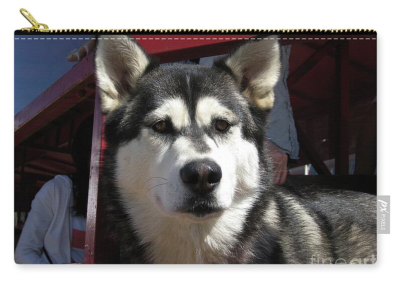 Husky Zip Pouch featuring the photograph Mr. Husky by Lori Tambakis
