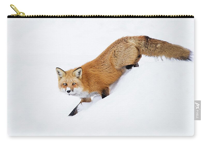 Animal Zip Pouch featuring the photograph Mr Sly by Mircea Costina Photography
