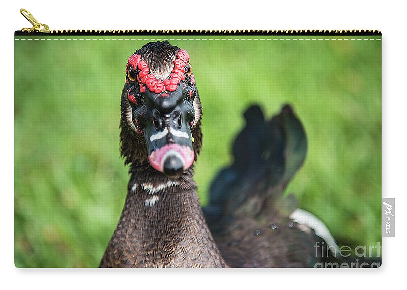Muscovy Zip Pouch featuring the photograph Muscovy Duck-0278 by Steve Somerville
