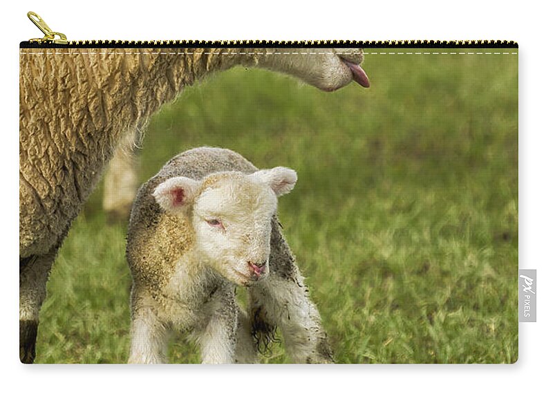 Lamb Zip Pouch featuring the photograph My Lamb's Better Than Yours by Belinda Greb