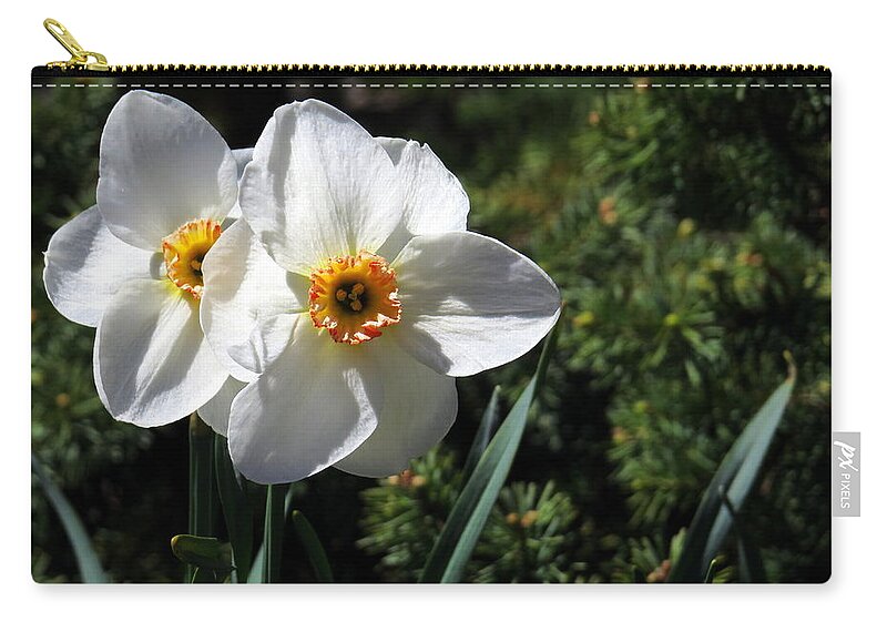 Flower Zip Pouch featuring the photograph Narcissus poeticus by Jean Evans