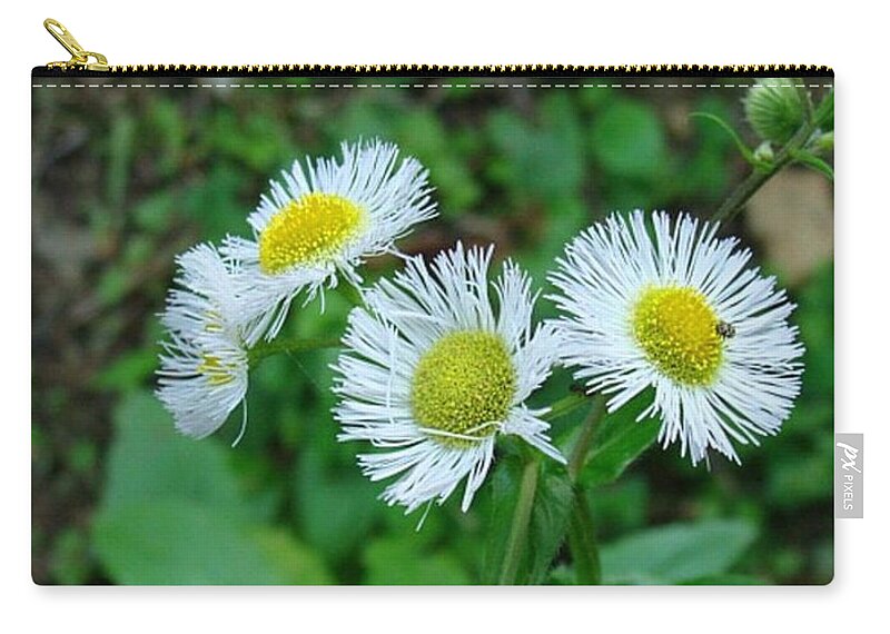 Wildflowers Zip Pouch featuring the photograph Natures Sunshine Wild Daisies by Stacie Siemsen