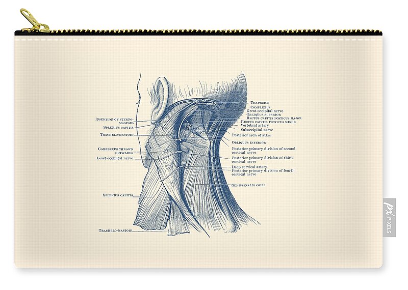 Neck Zip Pouch featuring the drawing Neck Muscular System Diagram - Vintage Anatomy by Vintage Anatomy Prints