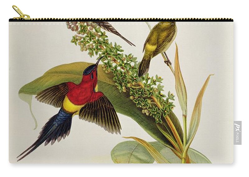 Nectarinia Zip Pouch featuring the painting Nectarinia Gouldae by John Gould