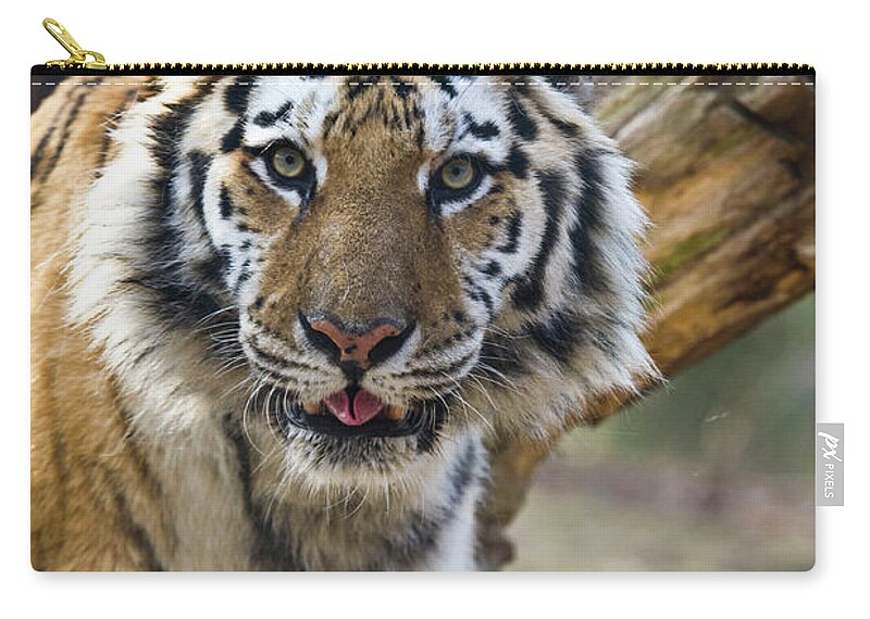 Tiger Zip Pouch featuring the photograph Nice Kitty by Karol Livote