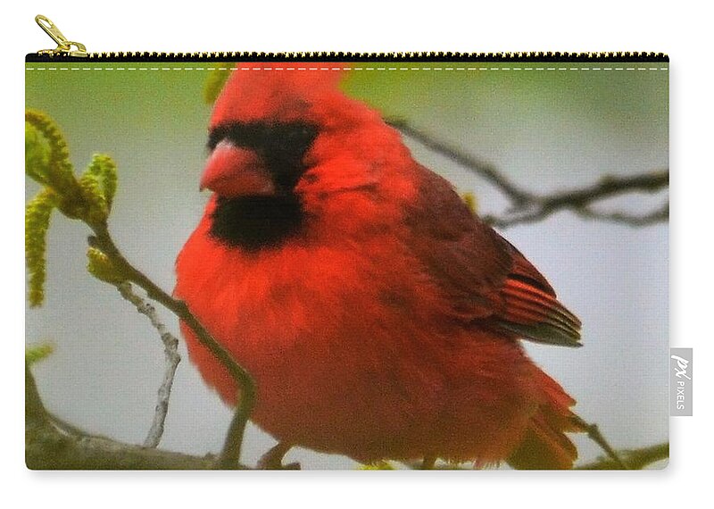  Zip Pouch featuring the photograph North Carolina Cardinal by Chuck Brown