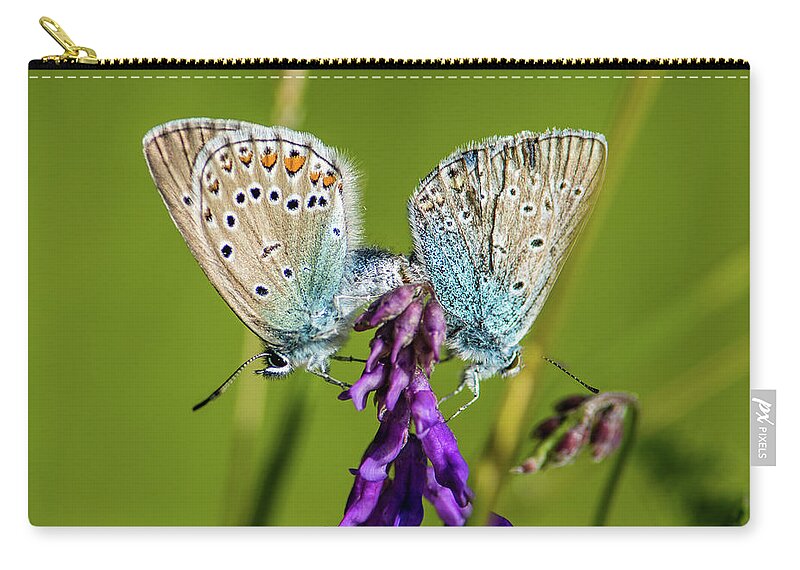 Northern Blue Zip Pouch featuring the photograph Northern Blue's mating by Torbjorn Swenelius