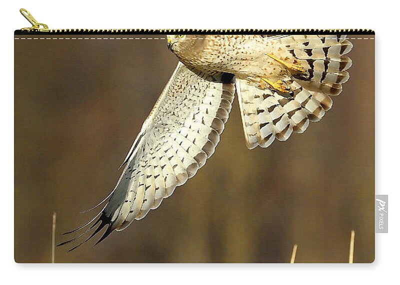 Northern Harrier Zip Pouch featuring the photograph Northern Harrier Banking by William Jobes