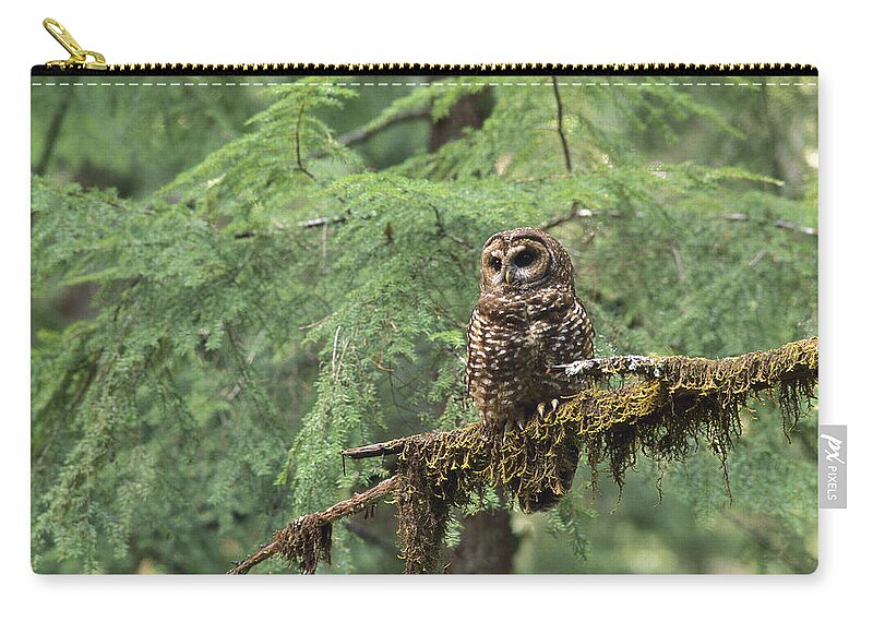 Mp Zip Pouch featuring the photograph Northern Spotted Owl Strix Occidentalis by Gerry Ellis