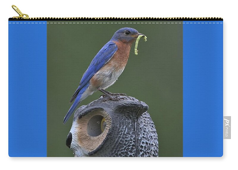 Bluebird Zip Pouch featuring the photograph Not Intimidated by Michael Hall
