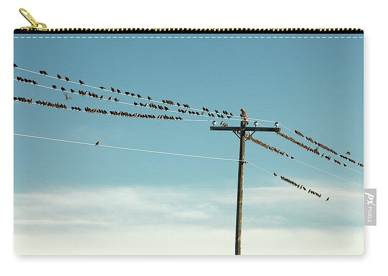 Hawk Zip Pouch featuring the photograph Not Like the Others by Todd Klassy