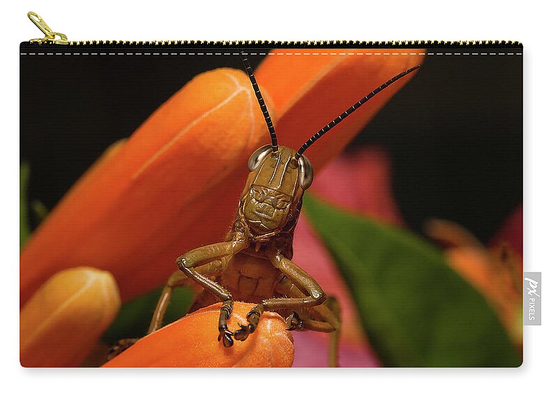 Grasshoppers Carry-all Pouch featuring the photograph Now Lets Pray 666. by Kevin Chippindall