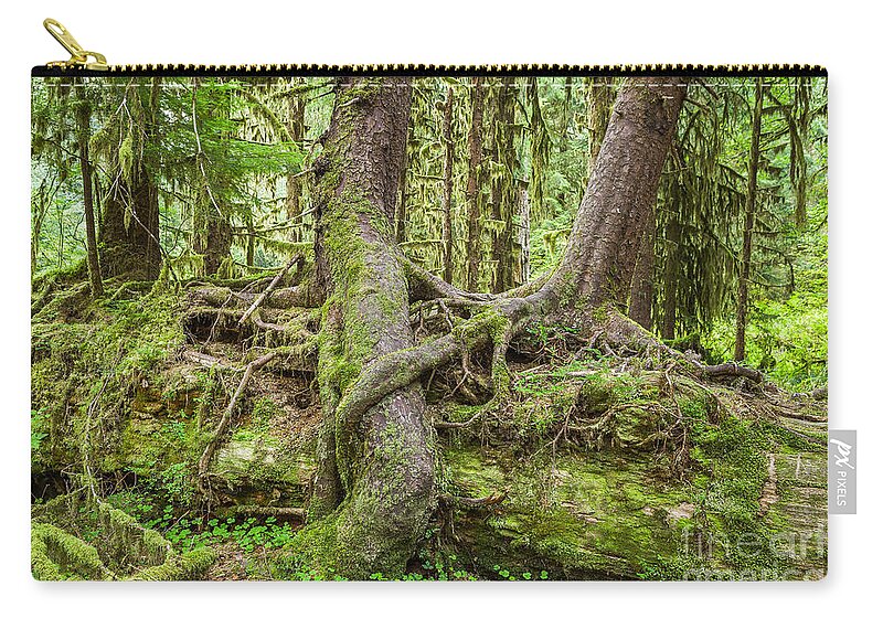 Hall Of Mosses Zip Pouch featuring the photograph Nurse Tree in Olympic National Park by Bryan Mullennix