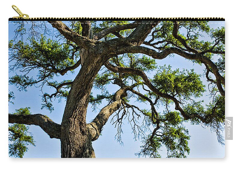 Tree Zip Pouch featuring the photograph Oak At The Beach by Christopher Holmes