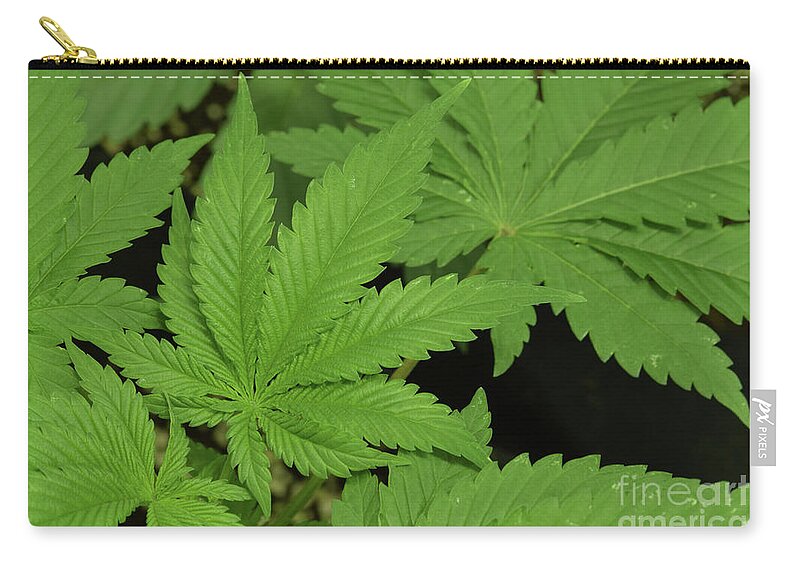 Amsterdam Zip Pouch featuring the photograph OG Kush Leaf by Emerald Studio Photography