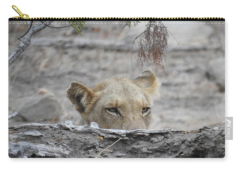 Lioness Zip Pouch featuring the photograph On the Lookout by Betty-Anne McDonald