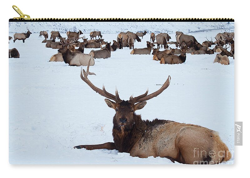 Elk Reservation Zip Pouch featuring the photograph One Plus a Few More by Bob Phillips