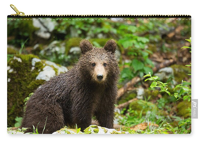 Brown Zip Pouch featuring the photograph One year old Brown Bear in Slovenia by Ian Middleton