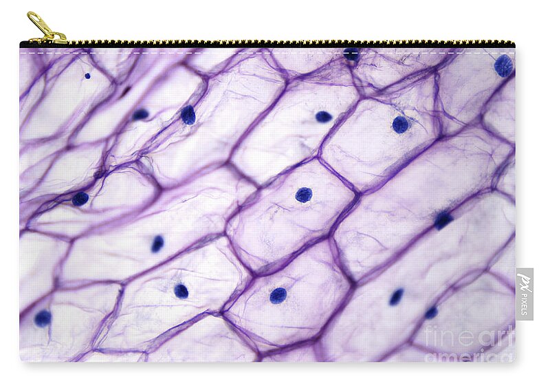 katastrofale hobby Indflydelse Onion epidermis with large cells under light microscope Zip Pouch by Peter  Hermes Furian - Fine Art America