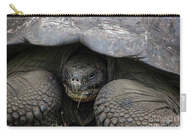Animals Zip Pouch featuring the photograph Only a Mother Would Love by Kathy McClure