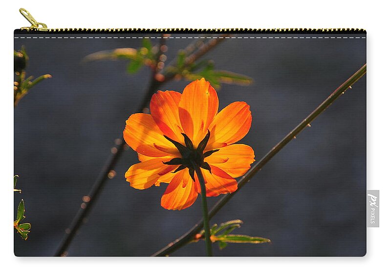 Orange Zip Pouch featuring the photograph Orange Cosmo by Susie Rieple