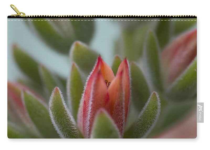 Succulent Zip Pouch featuring the photograph Orange Succulent Blossom Macro by Kathy Clark