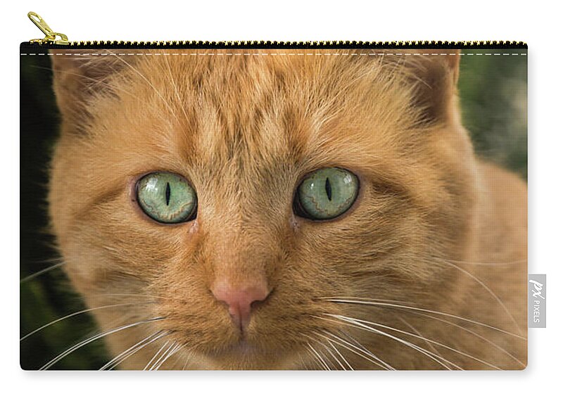 Orange Tabby Cat Zip Pouch featuring the photograph Orange Tabby Cat by Joann Copeland-Paul