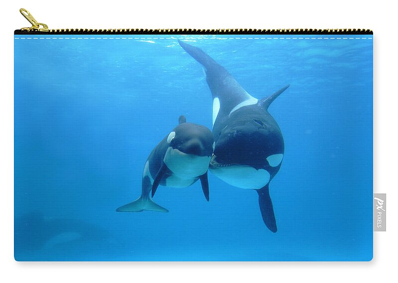 Mp Zip Pouch featuring the photograph Orca Mother And Newborn by Hiroya Minakuchi