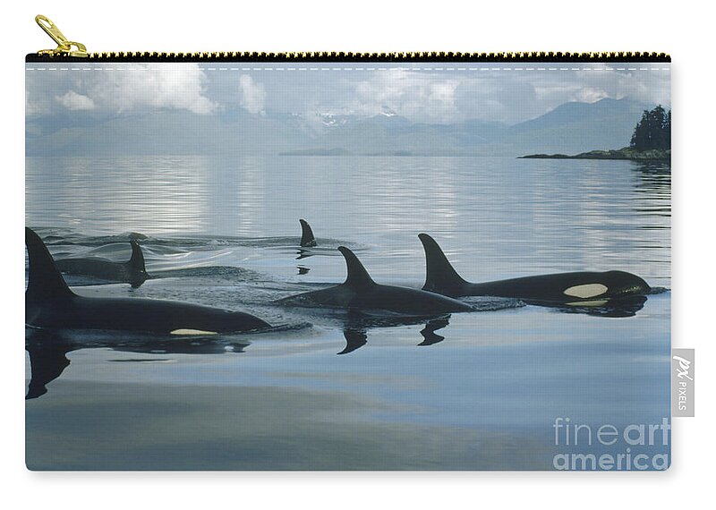 Orca Pod Johnstone Strait Canada Zip Pouch by Flip Nicklin