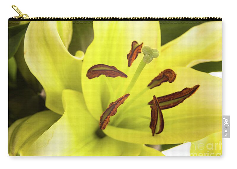 Alive Carry-all Pouch featuring the photograph Oriental Lily Flower by Raul Rodriguez