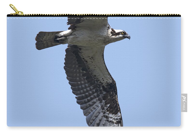 Osprey In Flight Zip Pouch featuring the photograph Osprey in Flight 2 by Priscilla Burgers