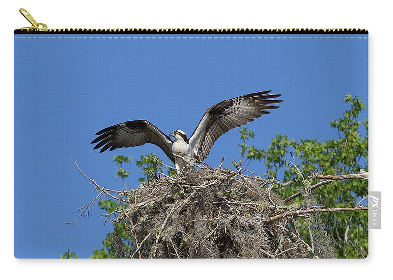 Osprey Zip Pouch featuring the photograph Osprey on Nest Wings Held High by Paul Rebmann