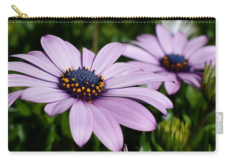 Flowers Zip Pouch featuring the photograph Osteospermum 'Margarita Lilac' by Jimmy Chuck Smith