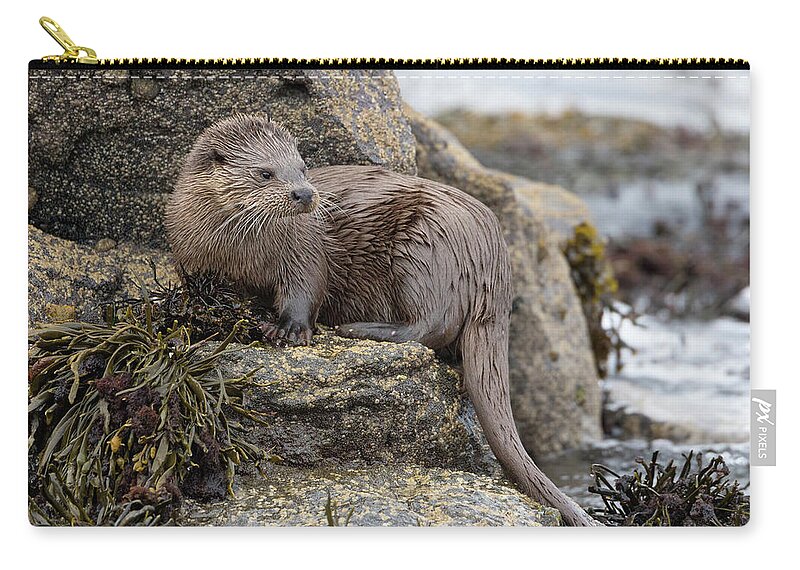 Otter Zip Pouch featuring the photograph Otter Beside Loch by Pete Walkden