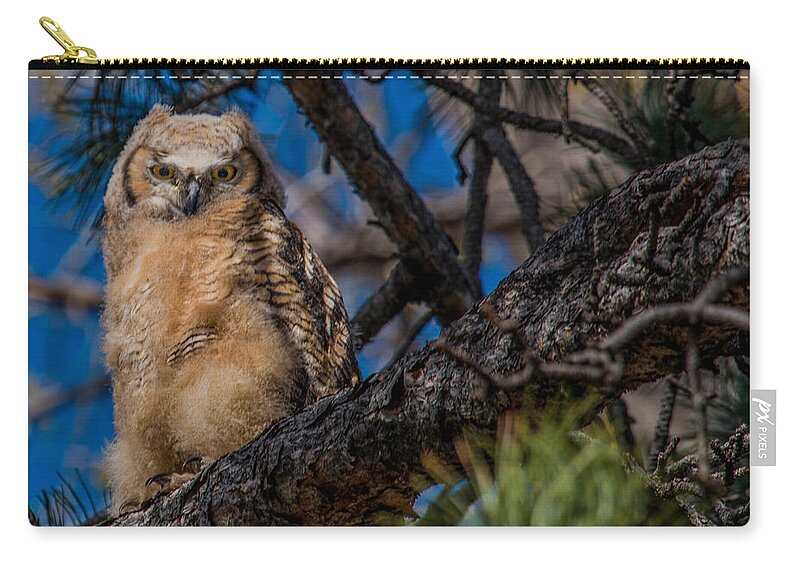 Bubo Virginianus Zip Pouch featuring the photograph Owlet in a Fir Tree by Dawn Key