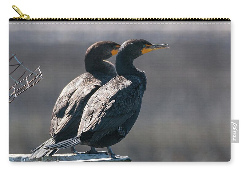 Double-crested Cormorant Zip Pouch featuring the photograph Pair Double-Crested Cormorant 3 March 2018 by D K Wall