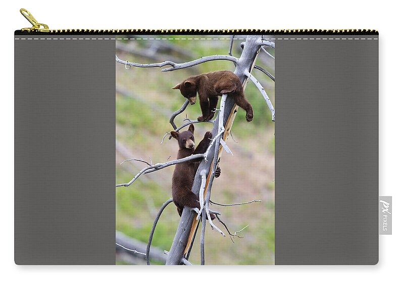 Bear Carry-all Pouch featuring the photograph Pair of Bear Cubs in a Tree by Mark Miller