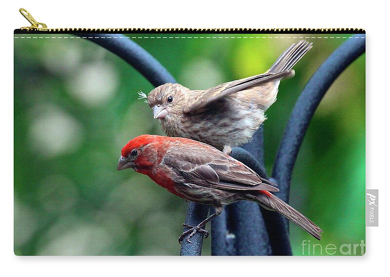 Wild Birds Zip Pouch featuring the photograph Pair of House Finches by Patricia Youngquist