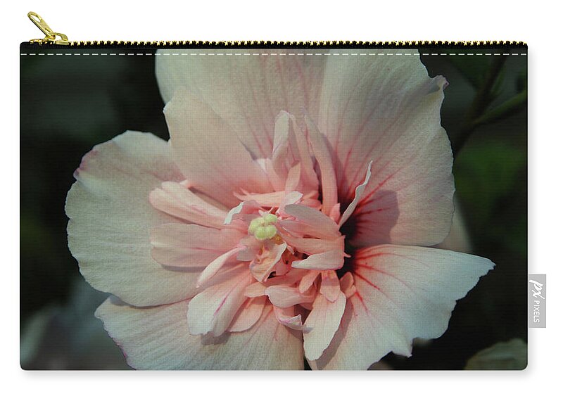 Pale Pink Hibiscus Zip Pouch featuring the photograph Pale Pink Hibiscus 3610 H_2 by Steven Ward