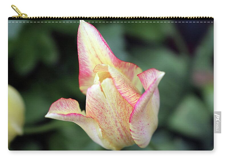 Tulip Zip Pouch featuring the photograph Pale yellow tulip by Irma Naan