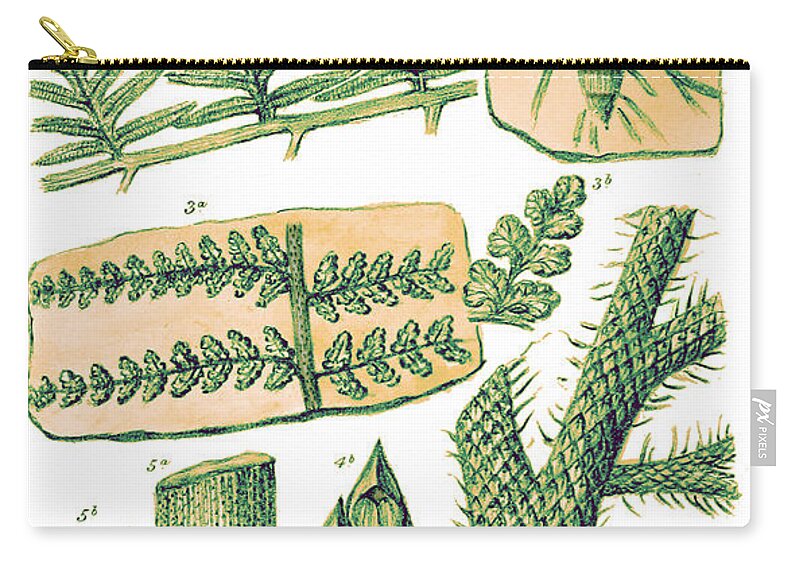 Historic Zip Pouch featuring the photograph Paleozoic Flora, Calamites, Illustration by Science Source
