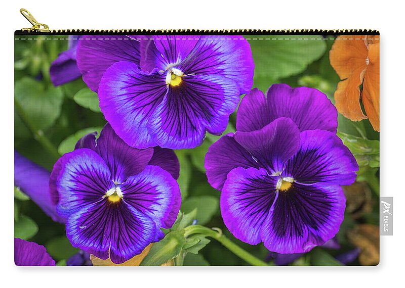 Flower Zip Pouch featuring the photograph Pansies In Purple And Blue by Bill Pevlor