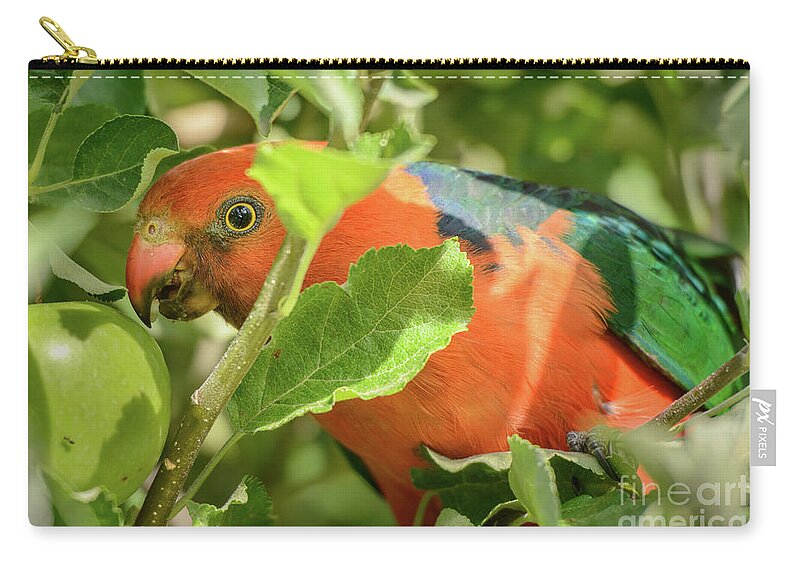 Bird Zip Pouch featuring the photograph Parrot in Apple Tree by Werner Padarin