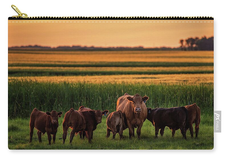 Mother Cow Milk Calves Feeding Nd North Dakota Field Sunset Prairie Pasture Pastoral Horizontal Green Gold Simmental Zip Pouch featuring the photograph Patient Momma Cow by Peter Herman
