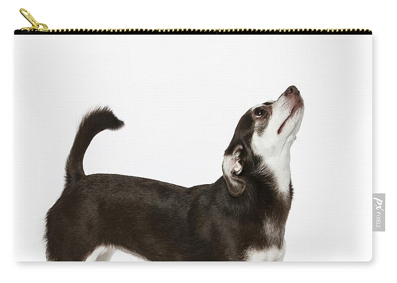 Dog Zip Pouch featuring the photograph Paula Marshburn 04 by M K Miller
