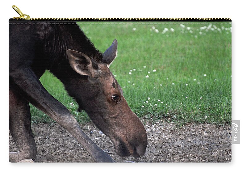 Moose Zip Pouch featuring the photograph Pawing for Water by Glenn Gordon