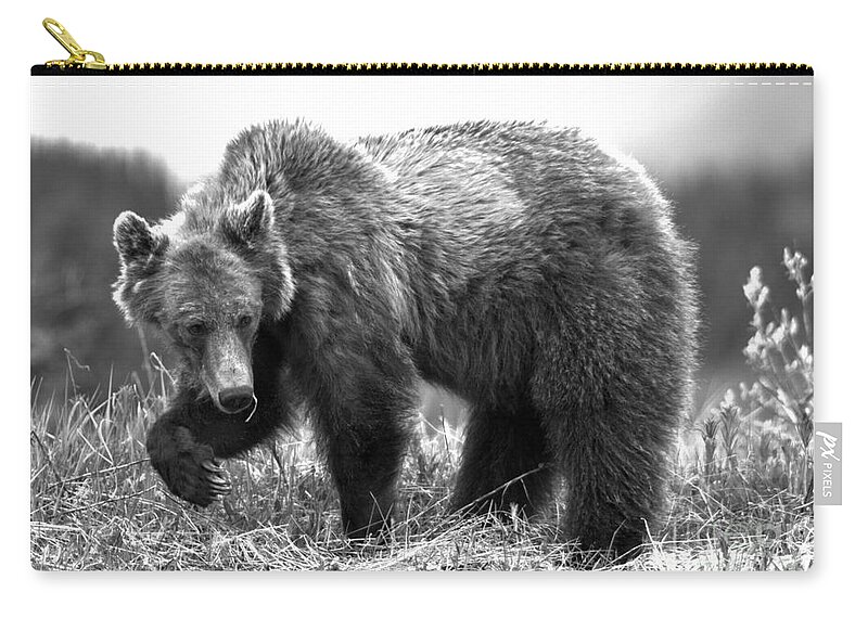 Grizzly Bear Zip Pouch featuring the photograph Pawing Through The Grass Black And White by Adam Jewell