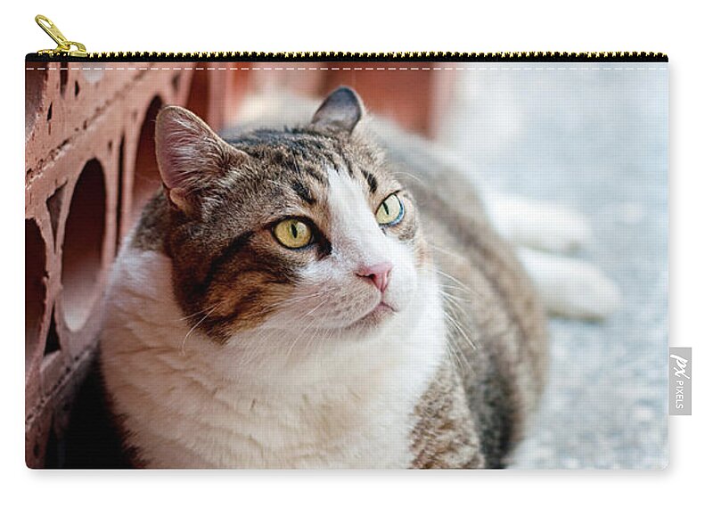 Cat Zip Pouch featuring the photograph Peace by Laura Melis