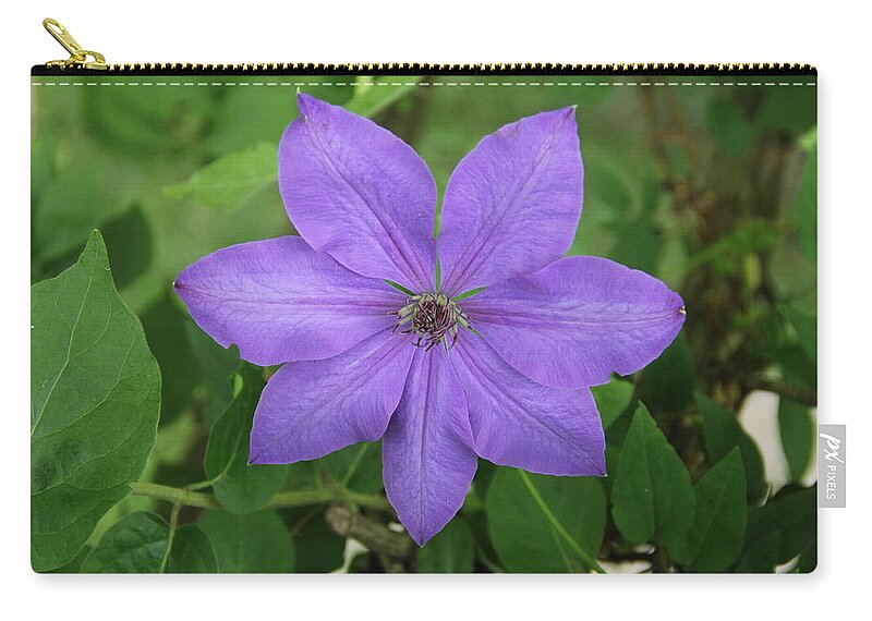 Clematis Zip Pouch featuring the photograph Clematis by Allen Nice-Webb